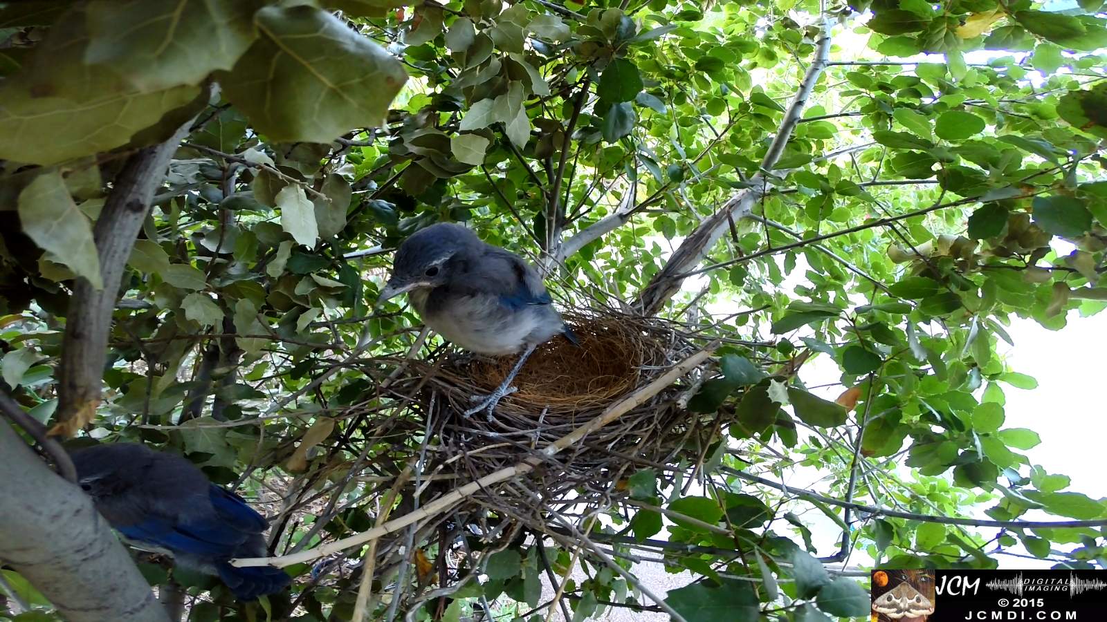 Scrub Jay Documentary chick way outide nest parent nearby